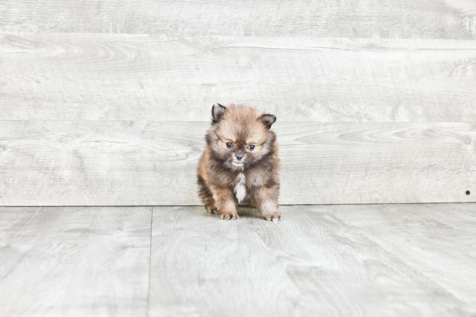 Friendly Pomeranian Purebred Pup