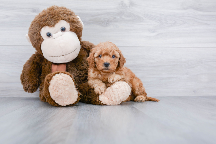 Sweet Cavapoo Baby