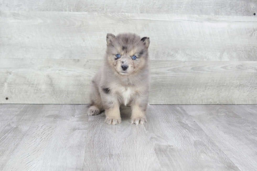 Pomsky Pup Being Cute