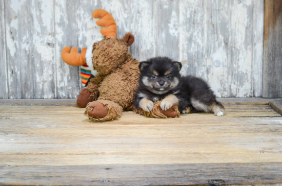 Pomeranian Puppy for Adoption