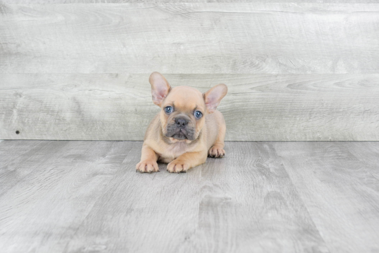 Small French Bulldog Purebred Pup