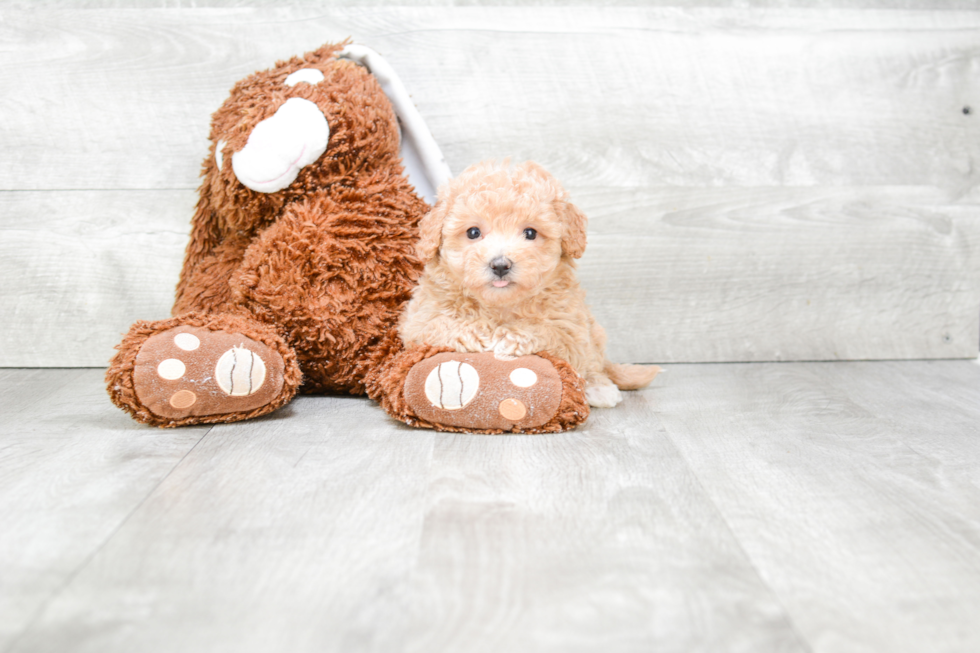 Petite Maltipoo Poodle Mix Pup