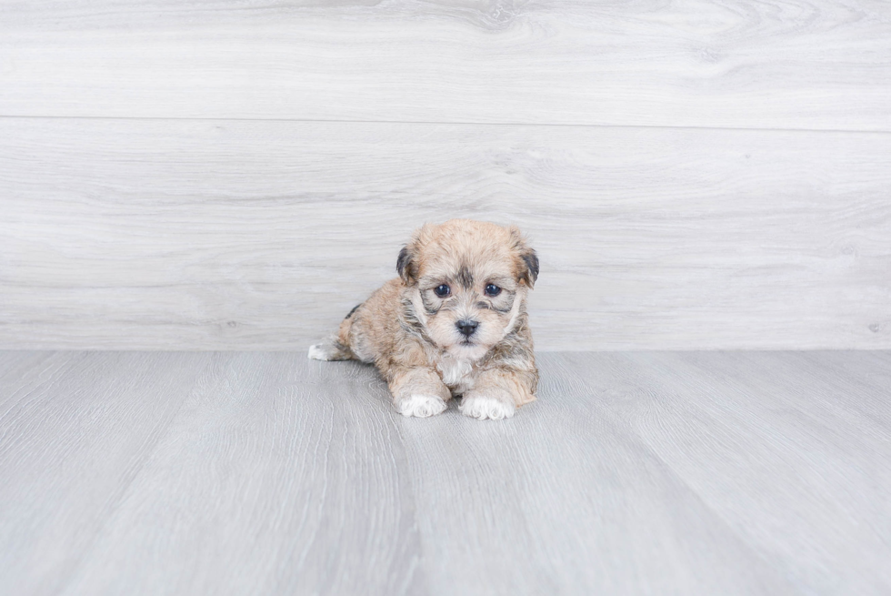 Energetic Yorkie Designer Puppy