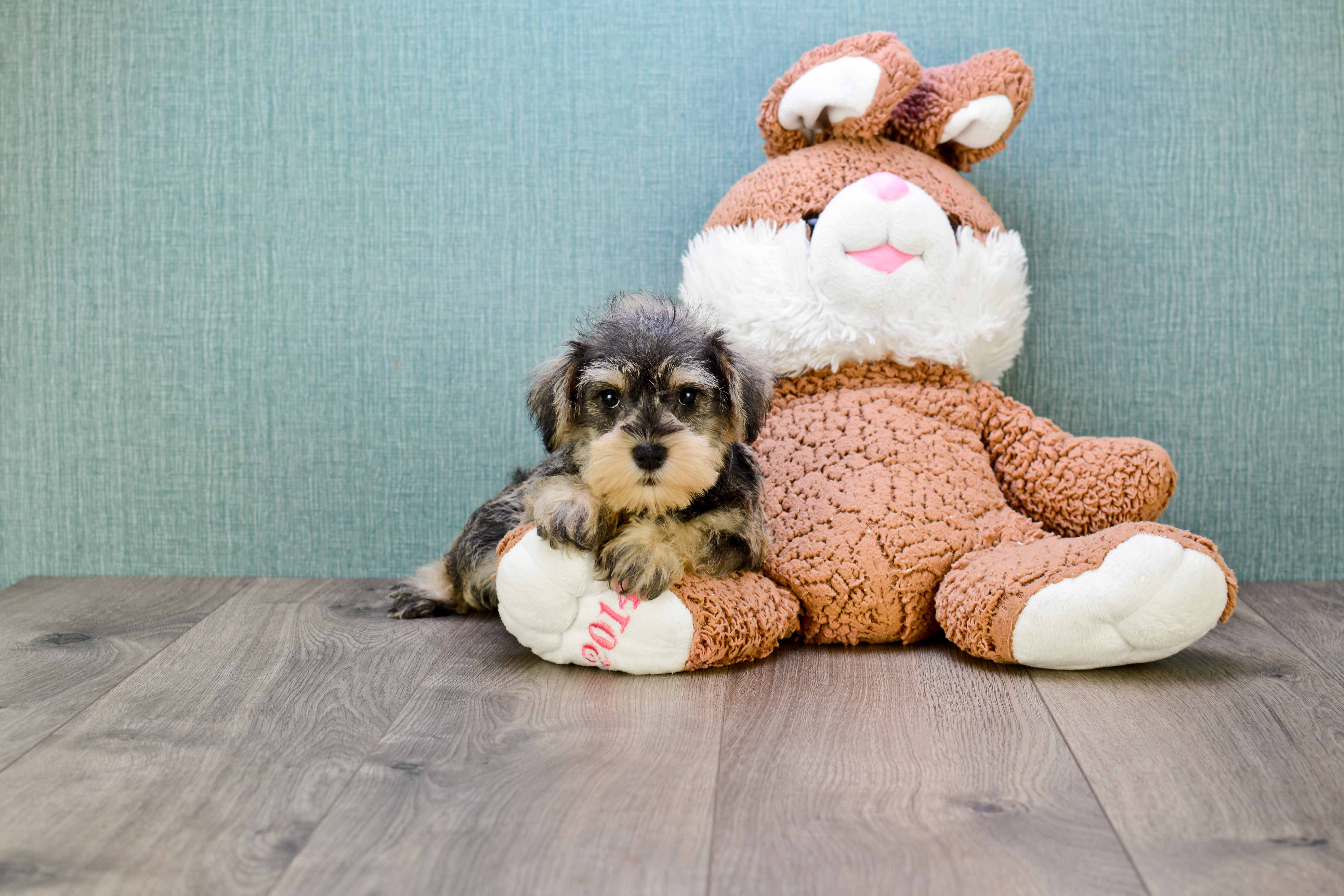 Cute Mini Schnauzer Mix Puppy
