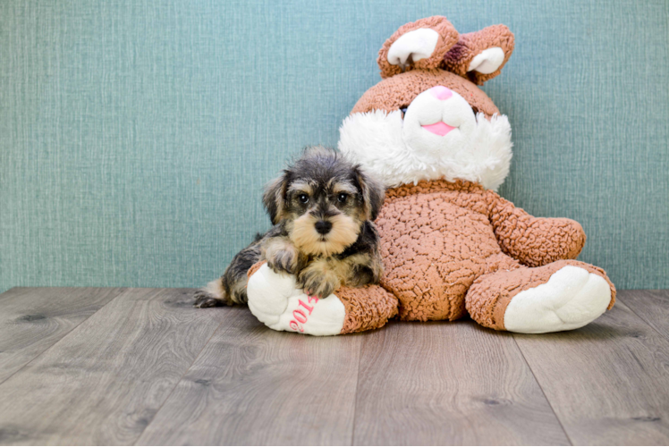 Cute Mini Schnauzer Mix Puppy