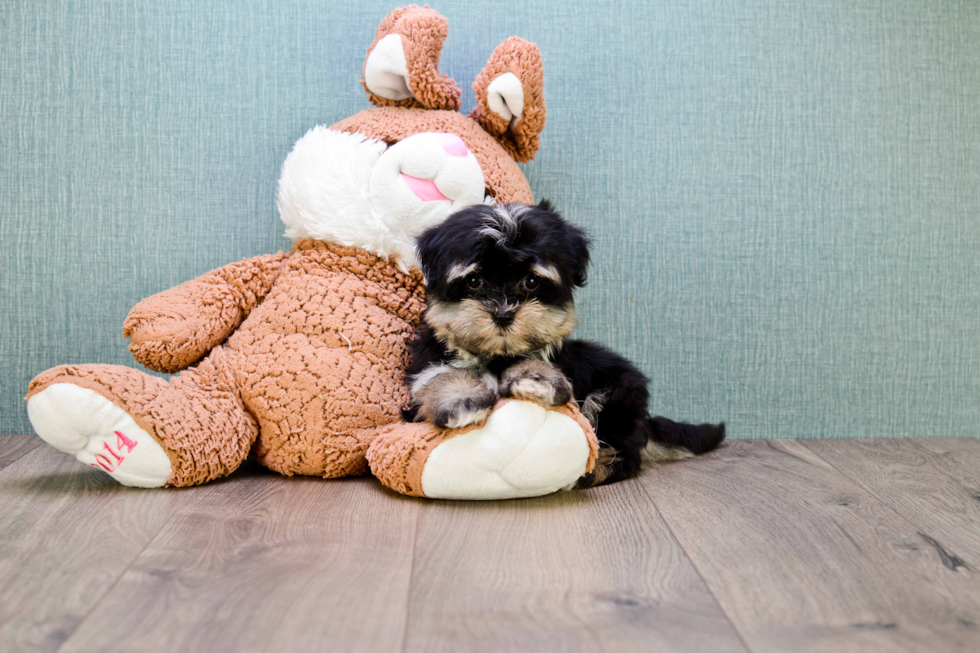 Morkie Pup Being Cute