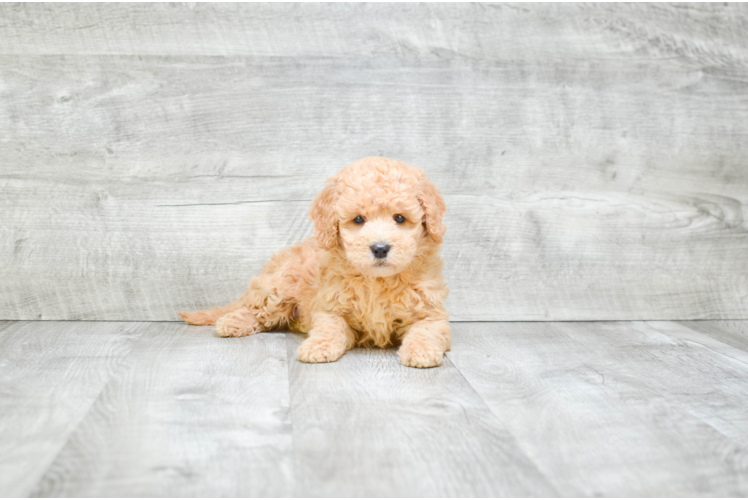 Mini Goldendoodle Pup Being Cute