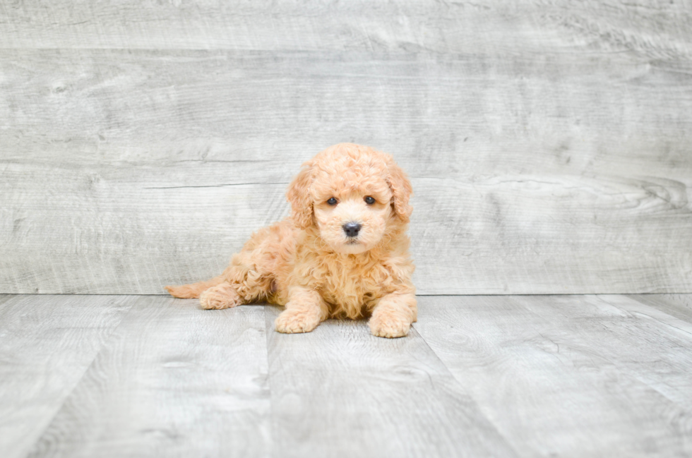 Mini Goldendoodle Pup Being Cute