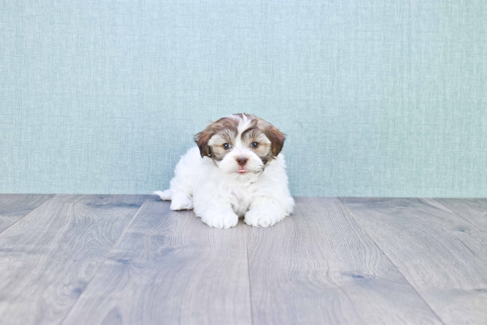 Friendly Havanese Purebred Pup