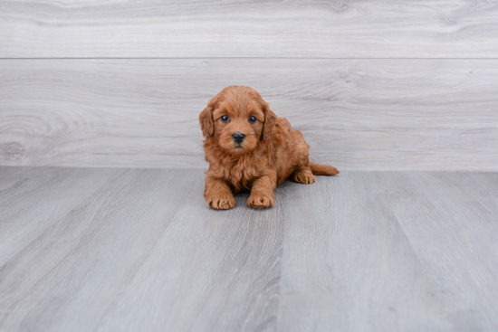 Hypoallergenic Golden Retriever Poodle Mix Puppy