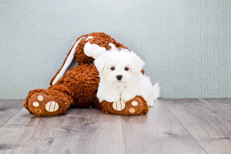 Maltese Pup Being Cute