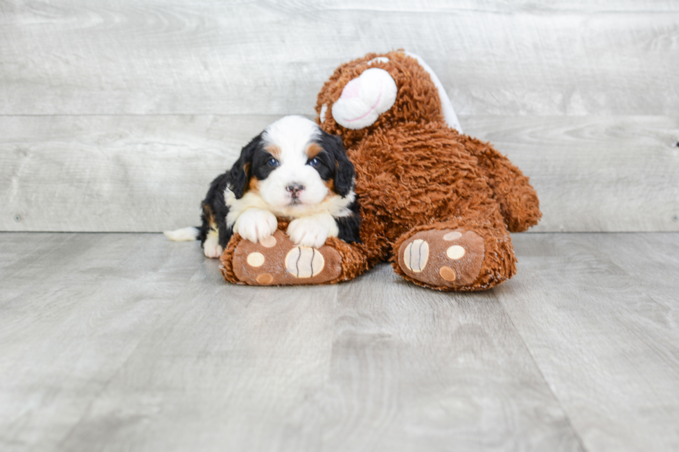 Cute Mini Bernedoodle Baby