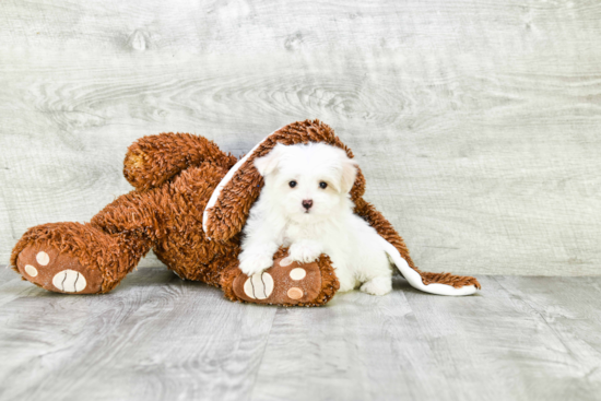 Funny Maltipoo Poodle Mix Pup