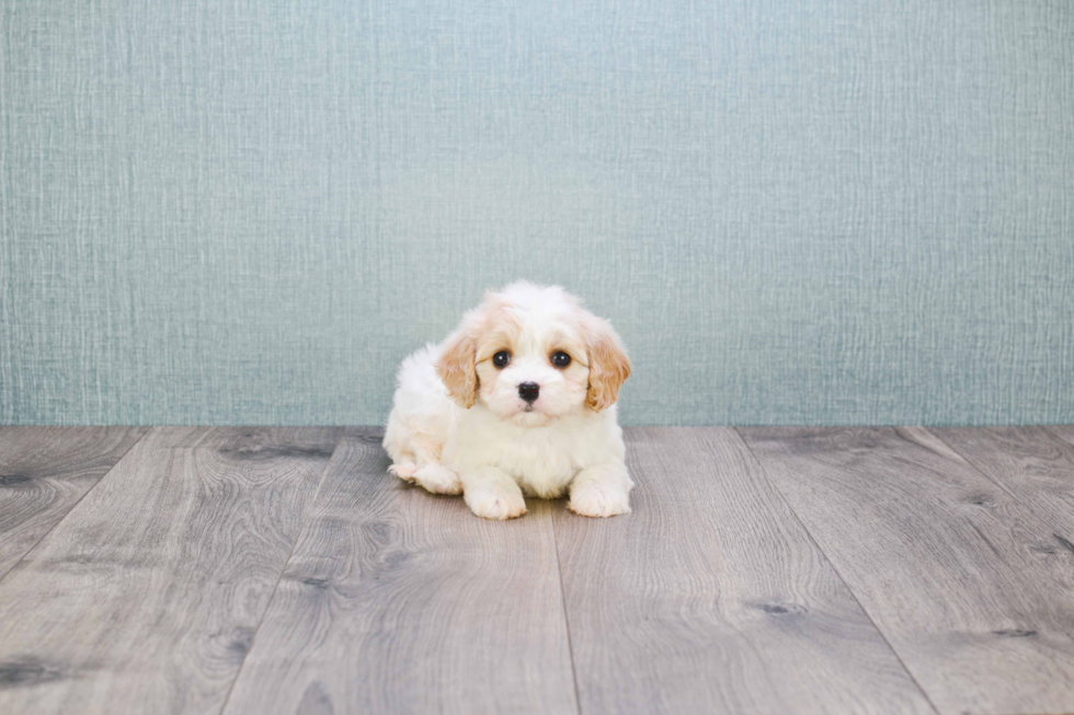 Smart Cavachon Designer Pup