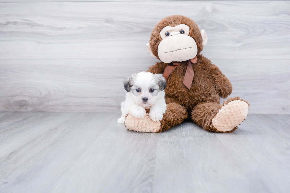 Best Teddy Bear Baby