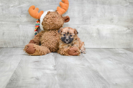 Energetic Yorkie Designer Puppy