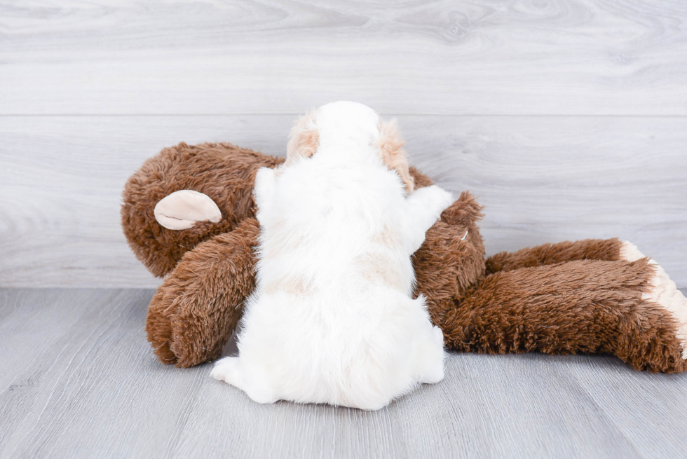 Fluffy Cavachon Designer Pup