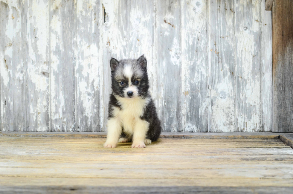 Pomsky Puppy for Adoption