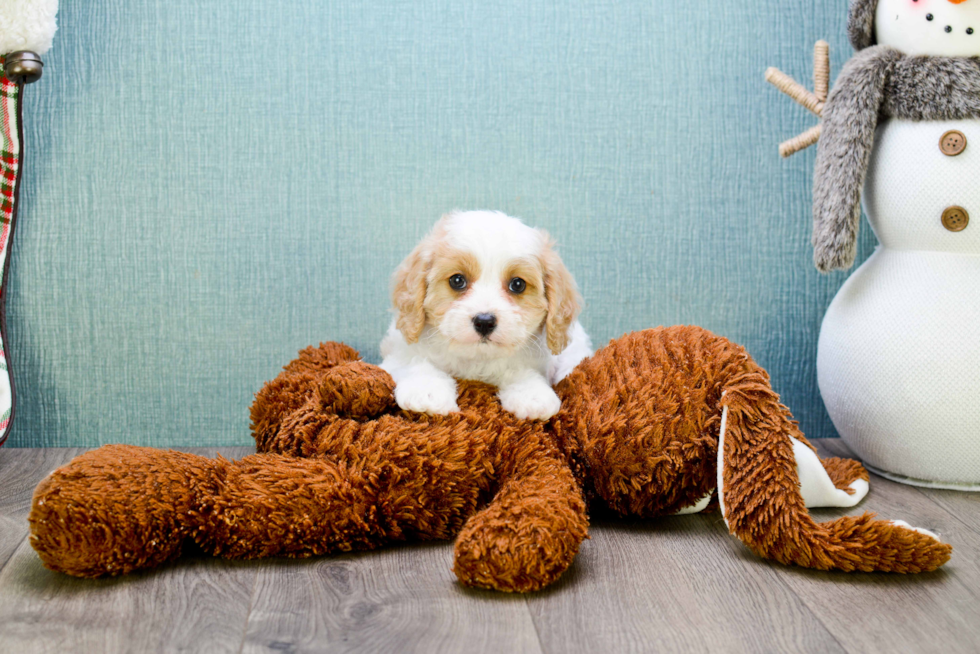 Playful Cavalier Designer Puppy