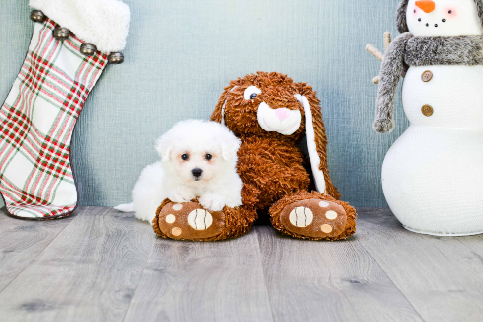 Bichon Frise Puppy for Adoption