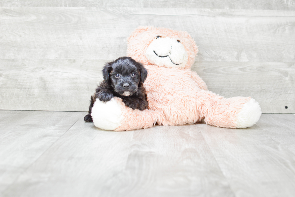 Hypoallergenic Yorkie Doodle Poodle Mix Puppy