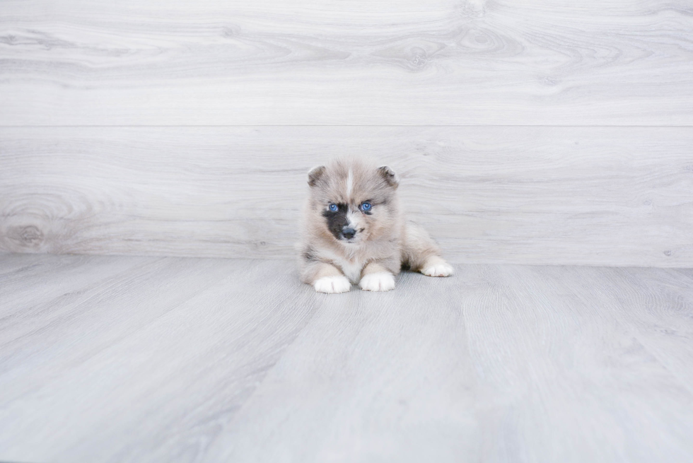 Smart Pomsky Designer Pup