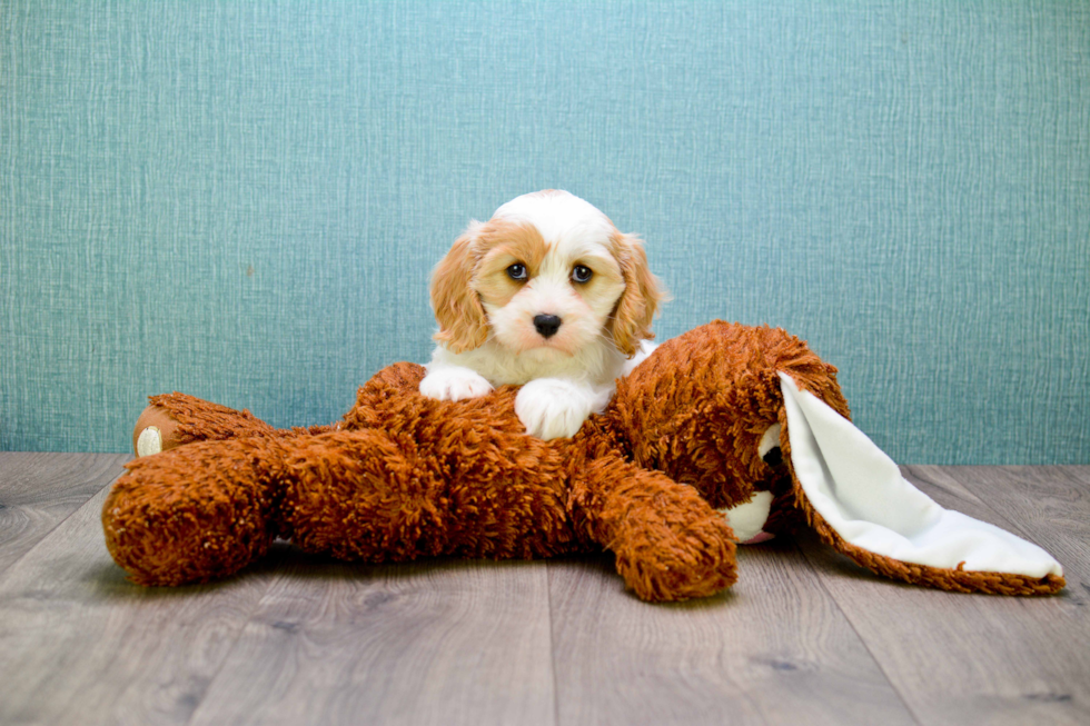 Hypoallergenic Cavalier Designer Puppy