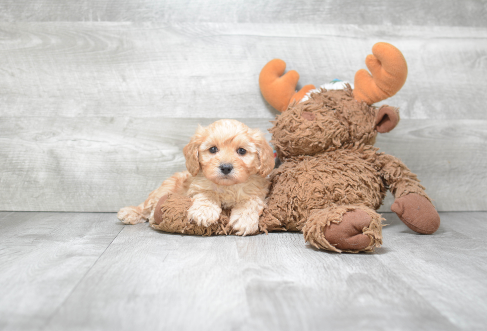 Smart Cavapoo Poodle Mix Pup