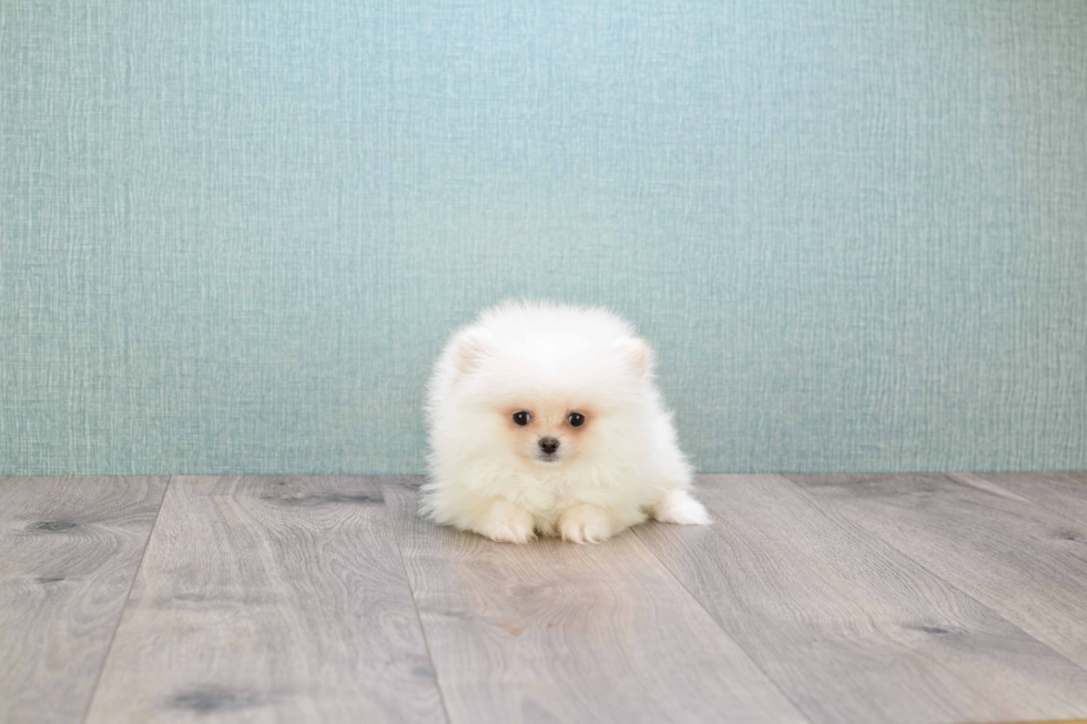 Sweet Pomeranian Purebred Puppy