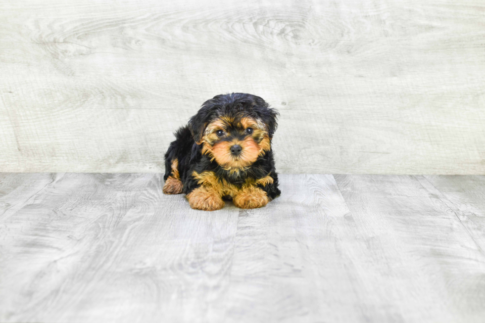 Meet Avery - our Yorkshire Terrier Puppy Photo 