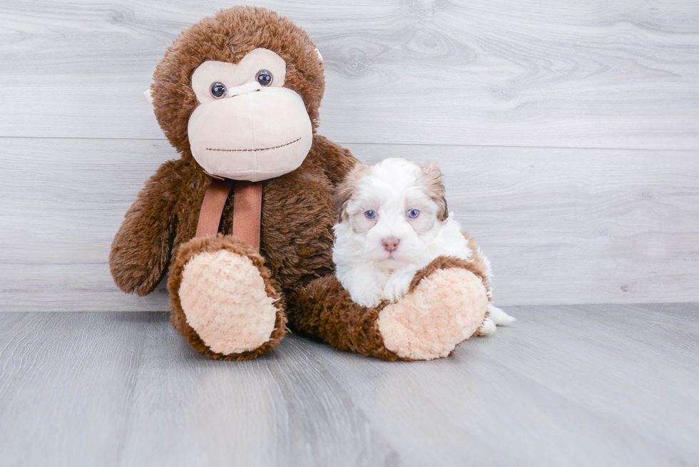 Little Havanese Purebred Pup