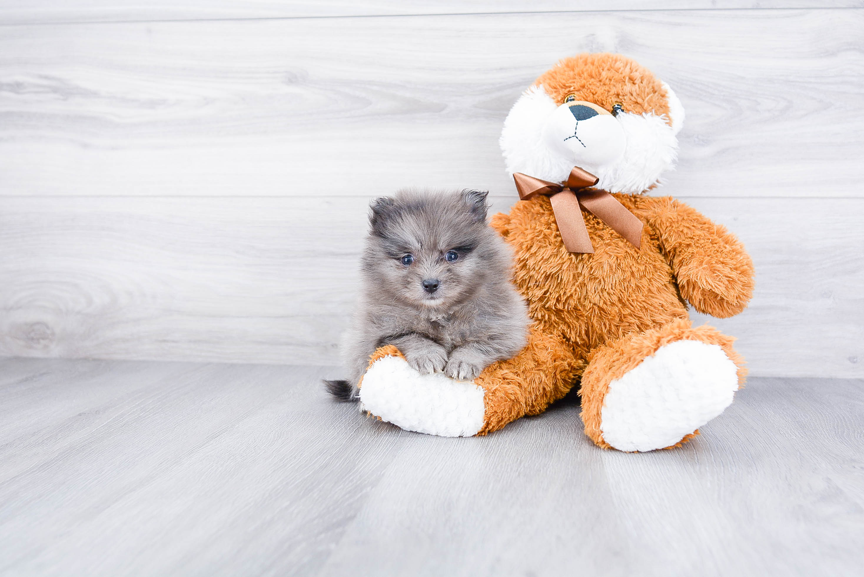 Little Pomeranian Purebred Pup