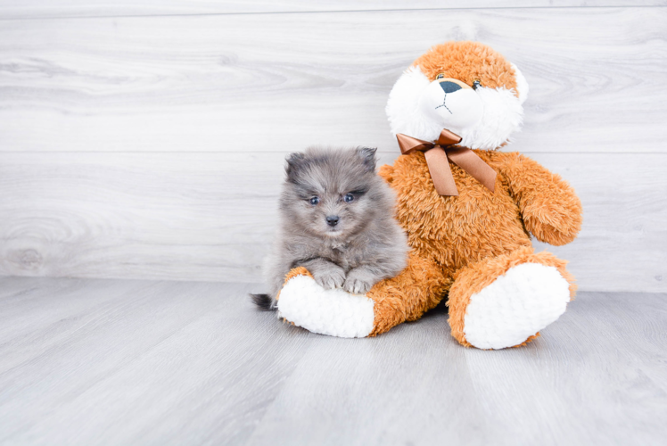 Little Pomeranian Purebred Pup