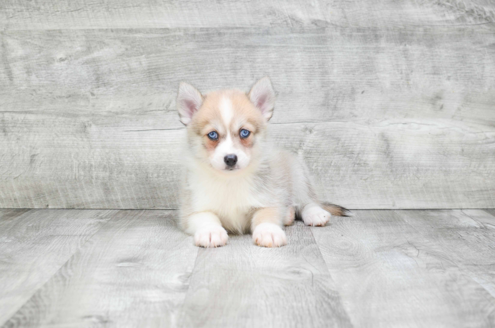 Adorable Mini Husky Designer Puppy