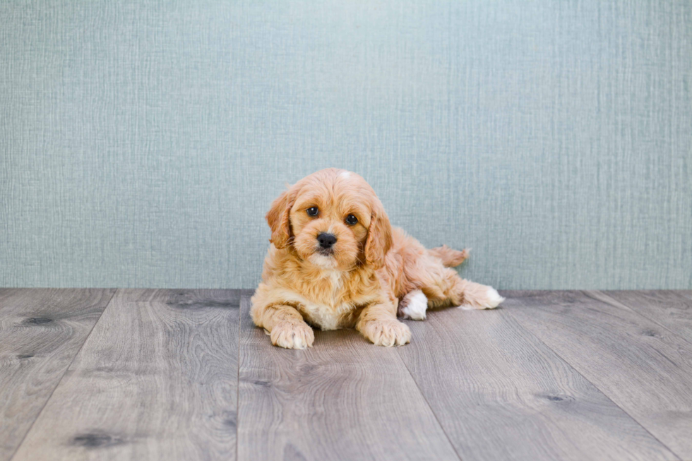 Popular Cavapoo Poodle Mix Pup