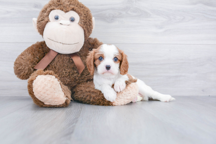 Cavalier King Charles Spaniel Pup Being Cute