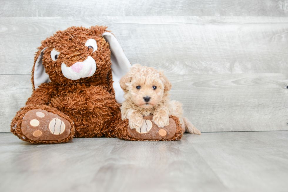 Adorable Maltepoo Poodle Mix Puppy