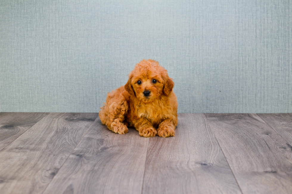 Energetic Golden Retriever Poodle Mix Puppy