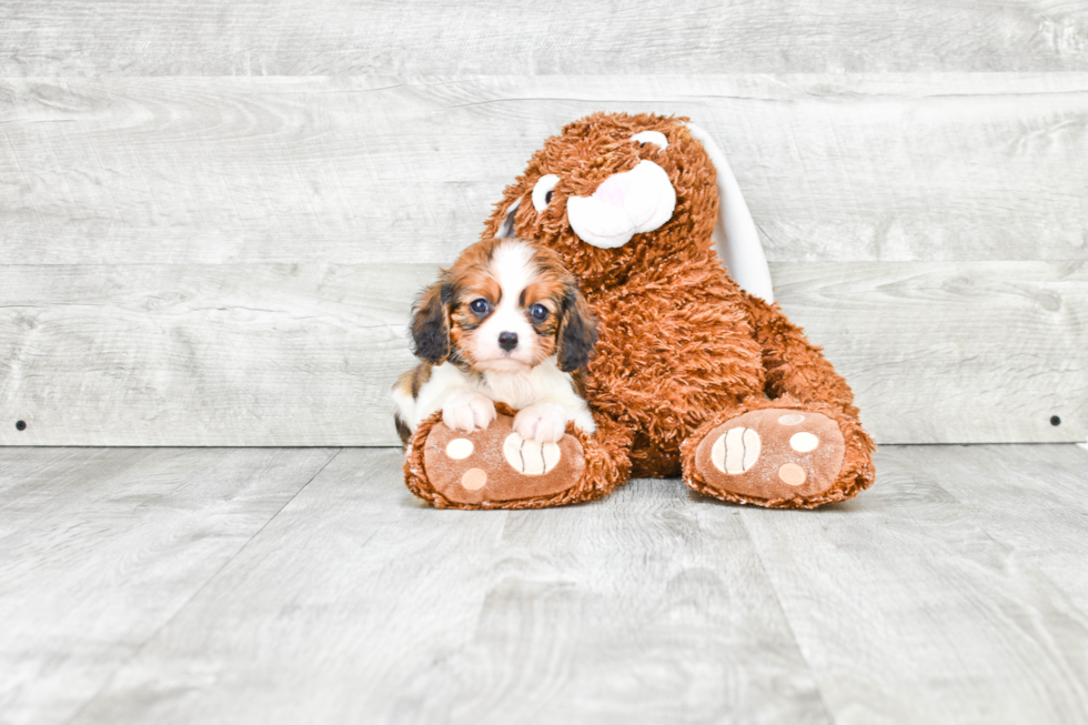 Adorable Cavalier Designer Puppy