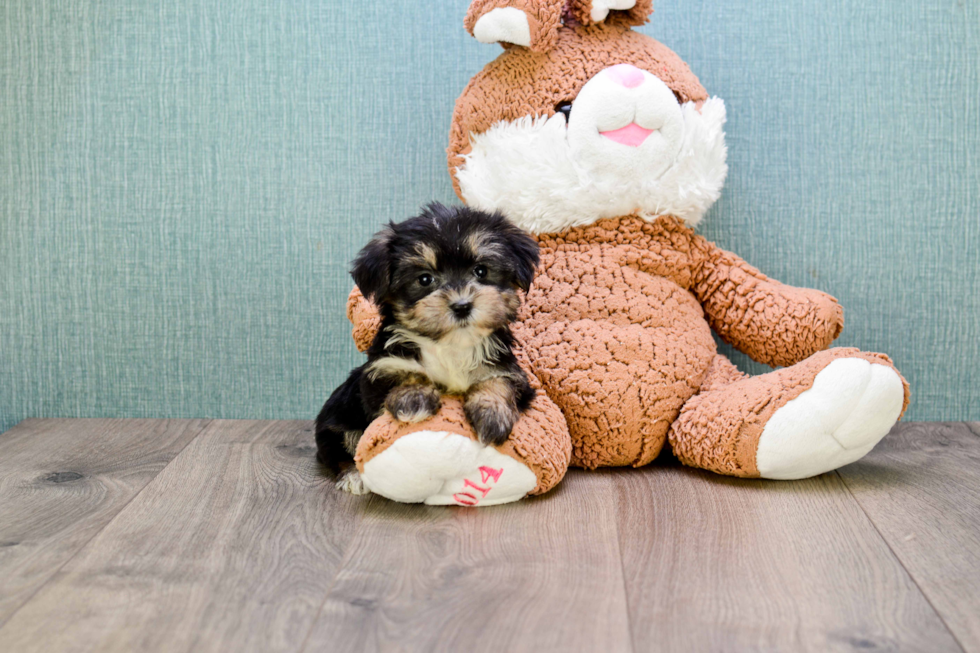 Energetic Yorkie Designer Puppy