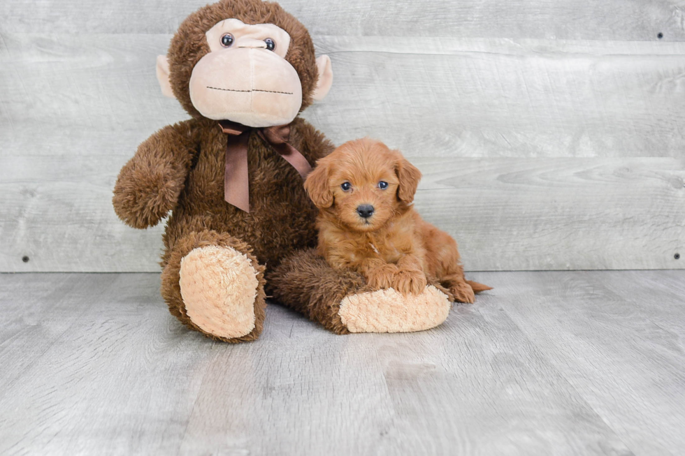 Mini Goldendoodle Puppy for Adoption