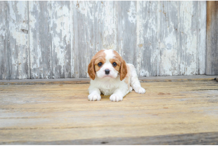 Little Cavalier King Charles Spaniel Purebred Pup