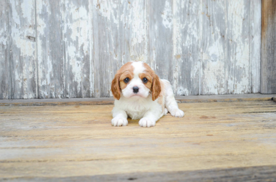 Little Cavalier King Charles Spaniel Purebred Pup