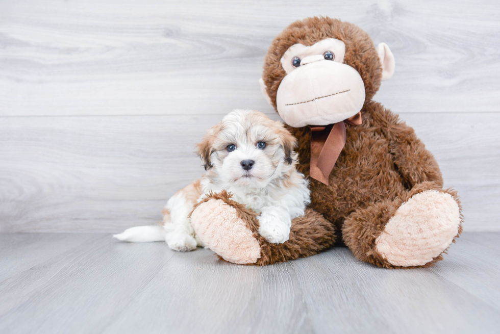 Fluffy Havanese Purebred Puppy