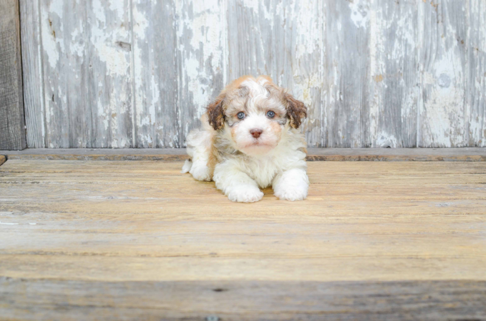 Akc Registered Havanese Purebred Pup