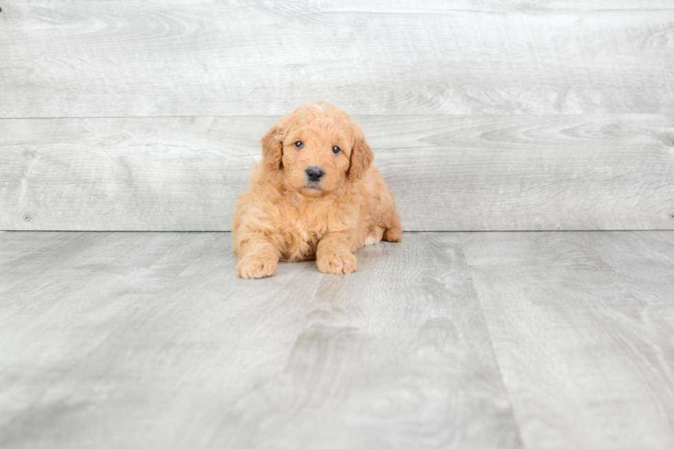 Playful Golden Retriever Poodle Mix Puppy