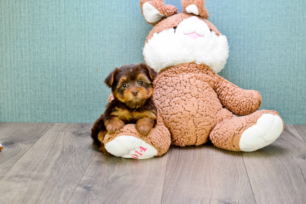 Meet Godiva - our Yorkshire Terrier Puppy Photo 