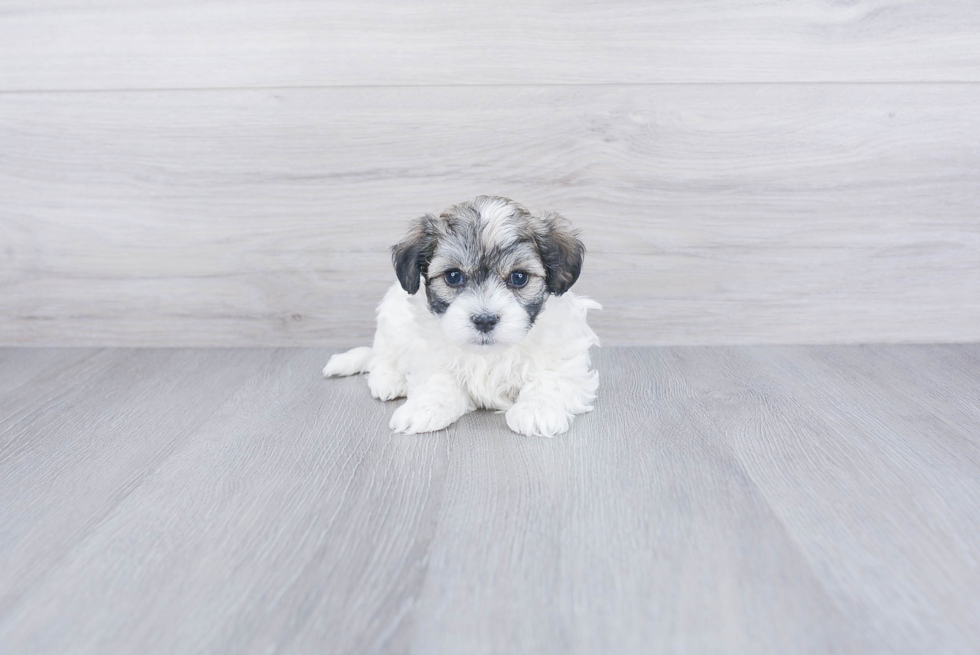 Funny Maltipoo Poodle Mix Pup