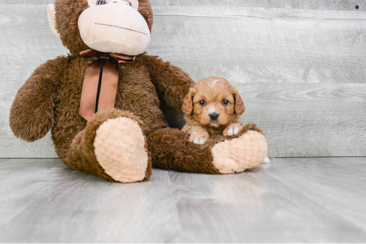 Fluffy Cavapoo Poodle Mix Pup