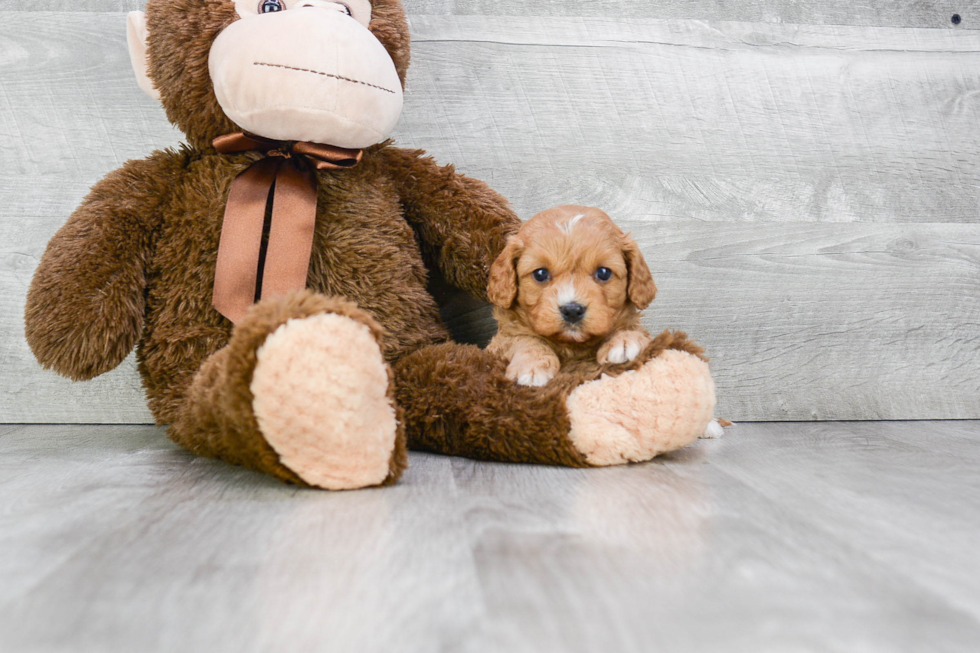 Fluffy Cavapoo Poodle Mix Pup